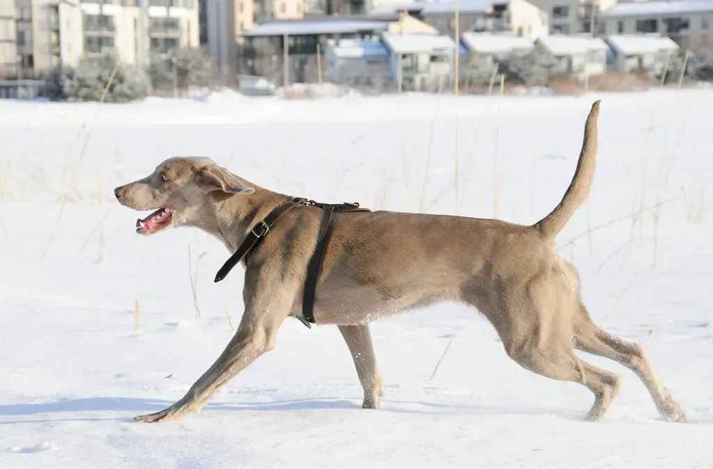 8. Weimaraner: The Elegant Hunter With Boundless Drive (Image Credits: Flickr)
