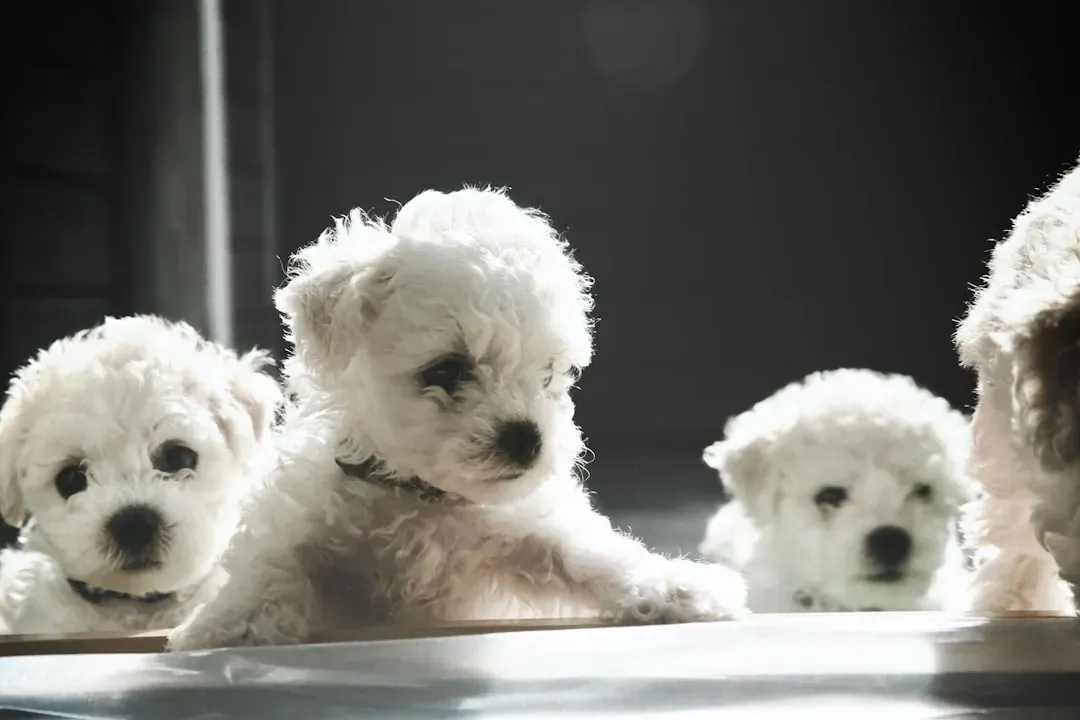 Bichon Frise (Image Credits: Unsplash)
