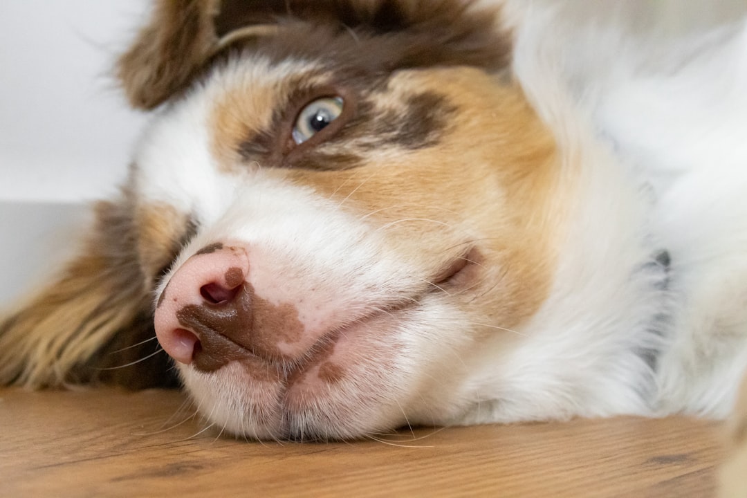 Behavioral Problems Create Additional Stress (Image Credits: Unsplash)