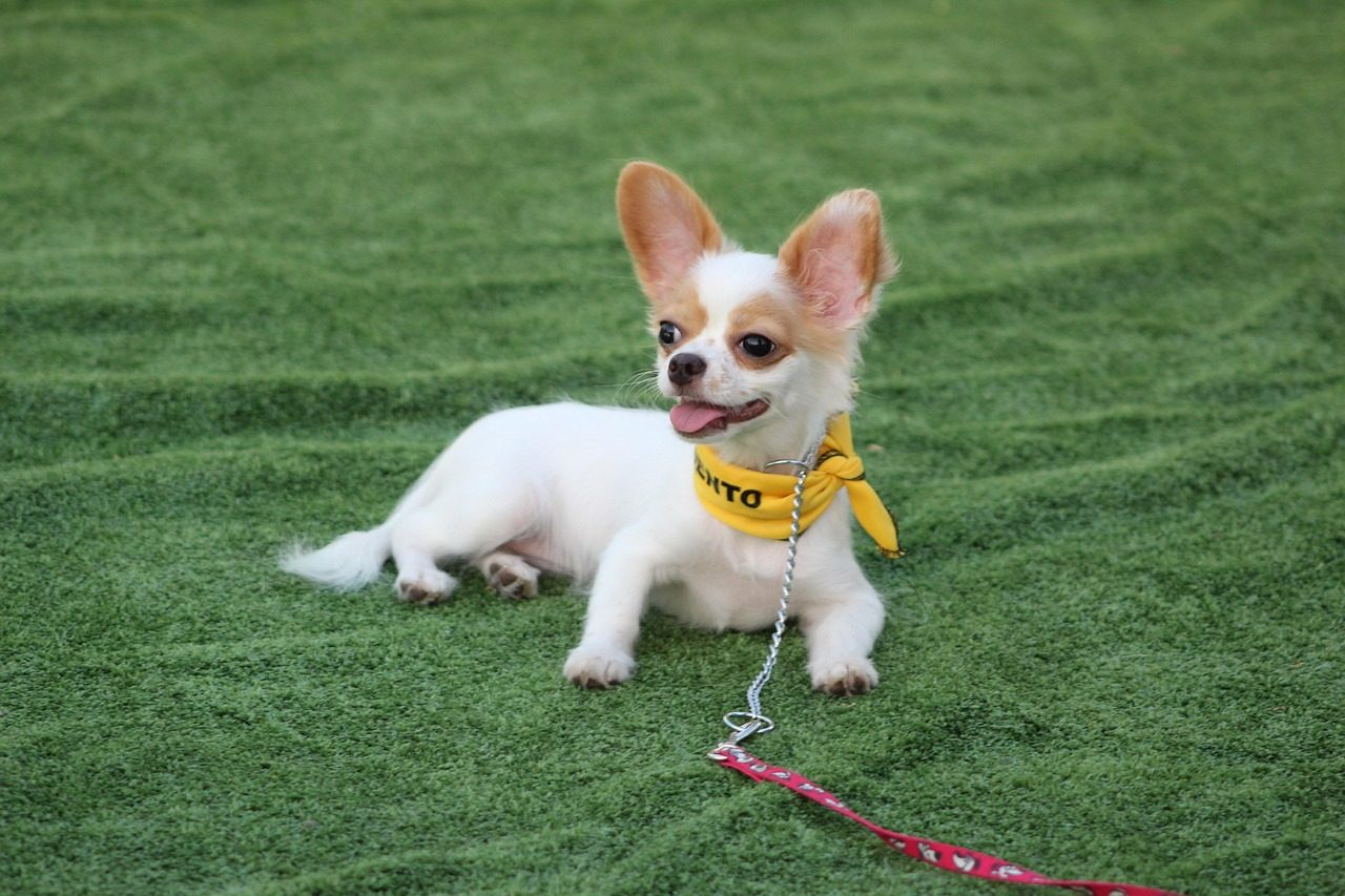 Chihuahua: The Pocket-Sized Napoleon (Image Credits: Pixabay)