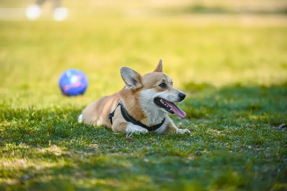 #8 - Panting, Pacing, Or Restlessness When It's Not Hot (Image Credits: Pexels)