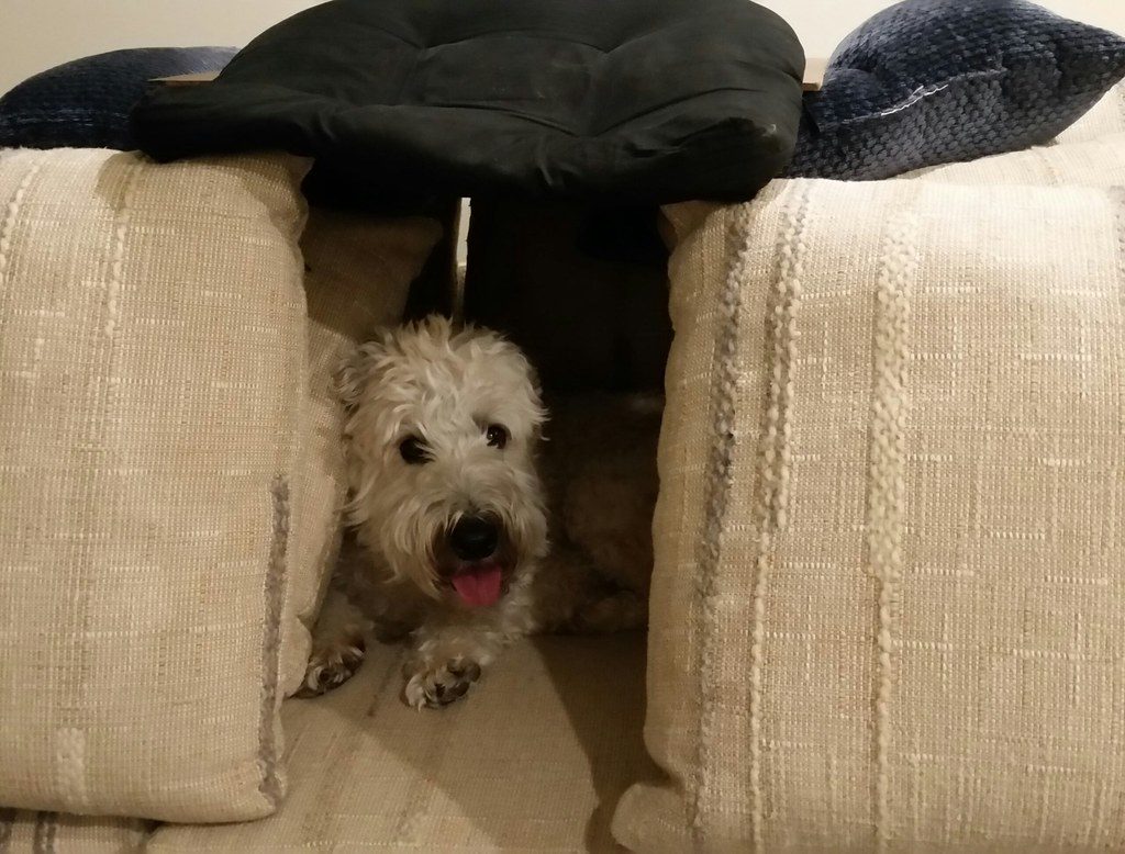 Step-by-Step Desensitization Techniques (Image Credits: Flickr)