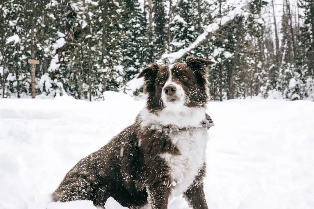 Australian Shepherd: For Earth Signs Who Balance Work and Play (Image Credits: Unsplash)
