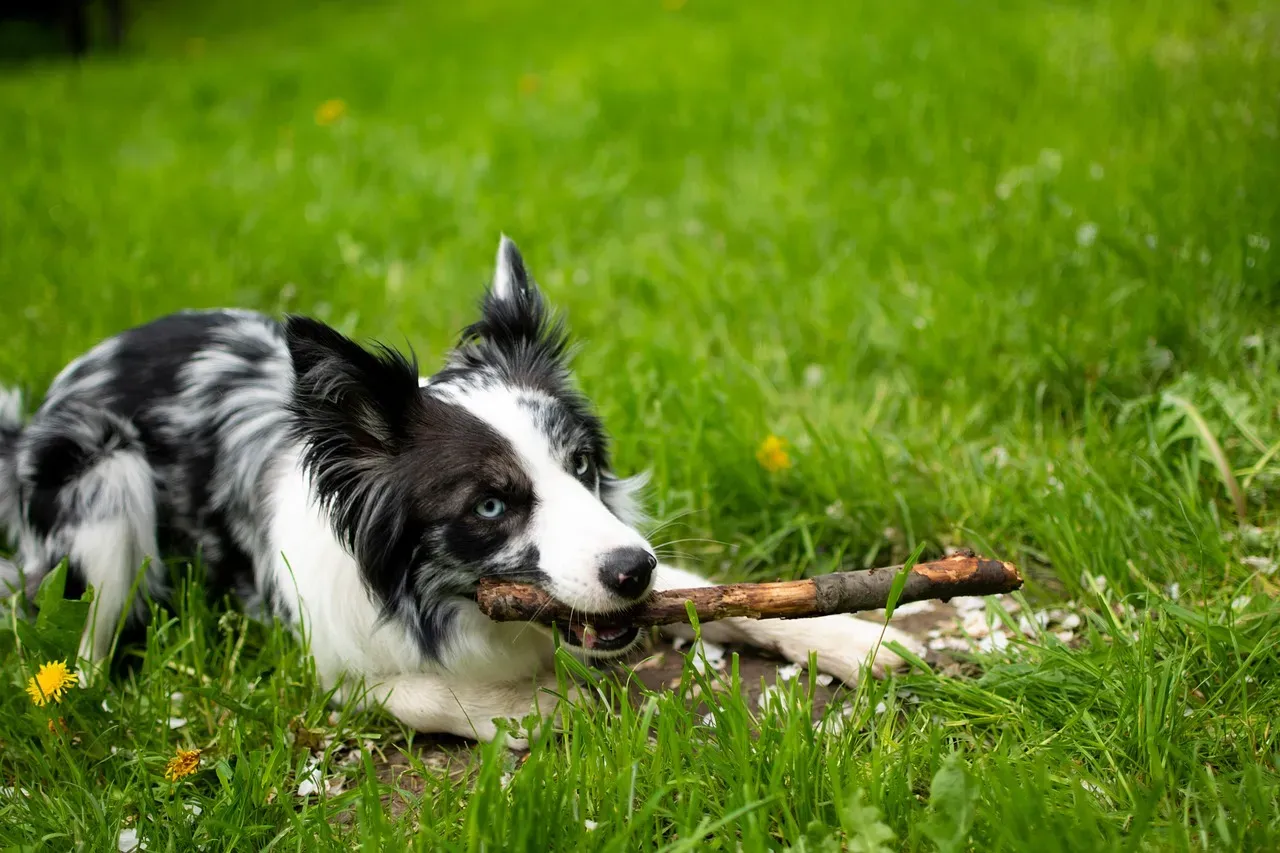 3. Border Collie: The Focused, Relentless Retriever (Image Credits: Pixabay)