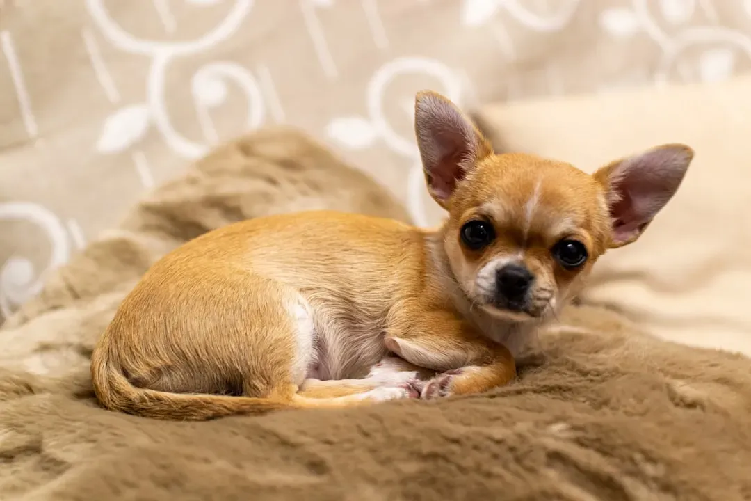 The Tiny Titan: Chihuahua (Image Credits: Unsplash)