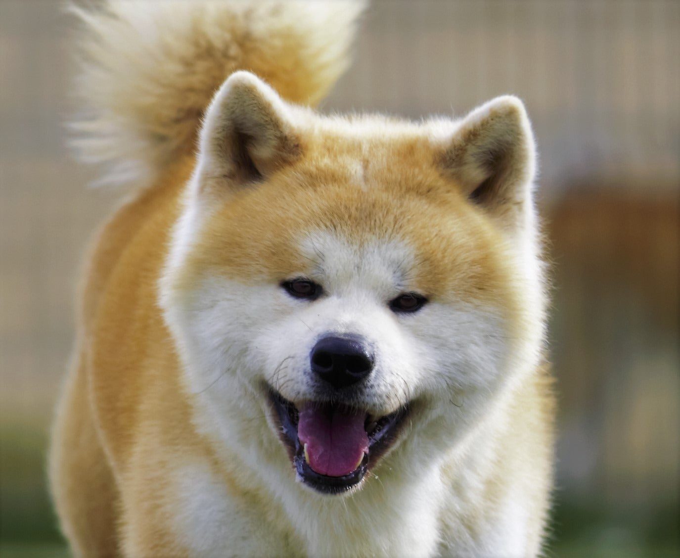 Akita: Loyal But Not Clingy (Image Credits: Wikimedia)