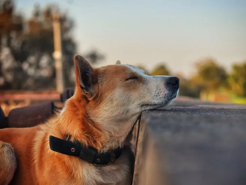 #1: A Sigh Is Often Your Dog's Purest Expression of Contentment (Image Credits: Pexels)