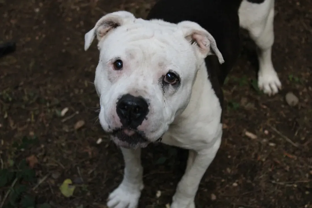 American Pit Bull Terrier (Image Credits: Unsplash)