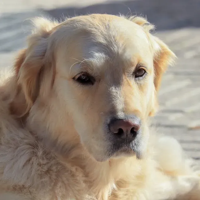 1. Golden Retriever: The Dog Who Never Met a Stranger (Image Credits: Pexels)