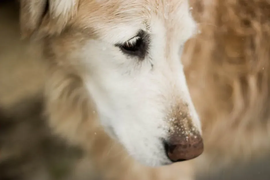 The Cloudy Eyes That Change How They See the World (Image Credits: Pexels)