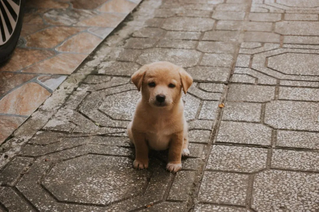 3. They Won't Let You Visit in Person (Image Credits: Unsplash)