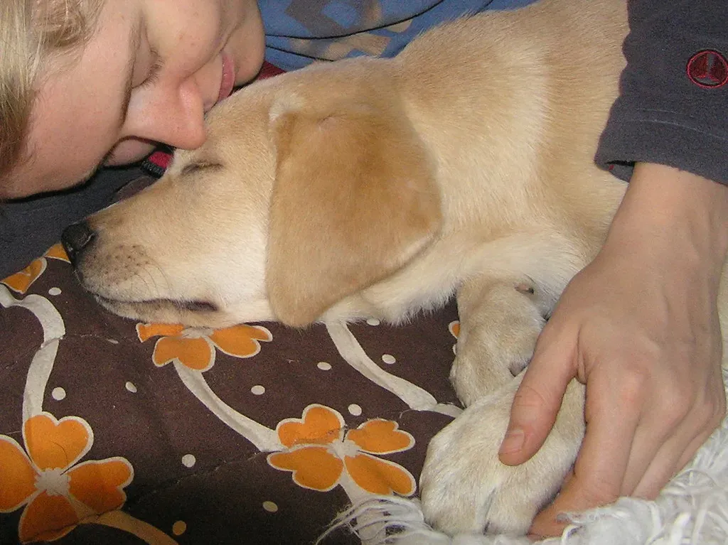 Labrador Retrievers: Patient and Content With Cuddles (Image Credits: Flickr)