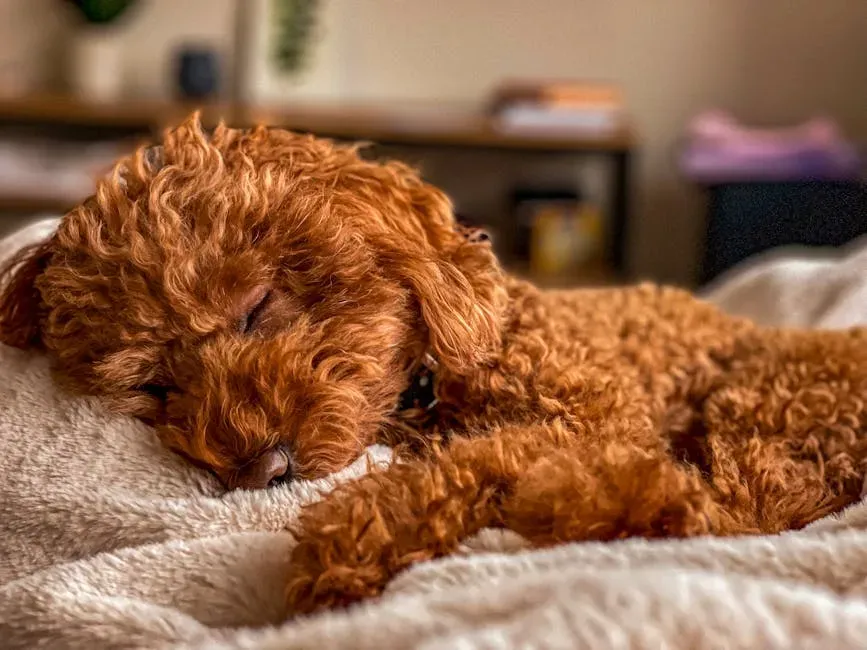 #3: Poodle - Elegant, Smart, and Socially Gifted (Image Credits: Pexels)