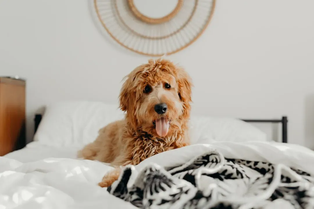 #13 - The Exact Moment You First Move in Bed (Image Credits: Unsplash)