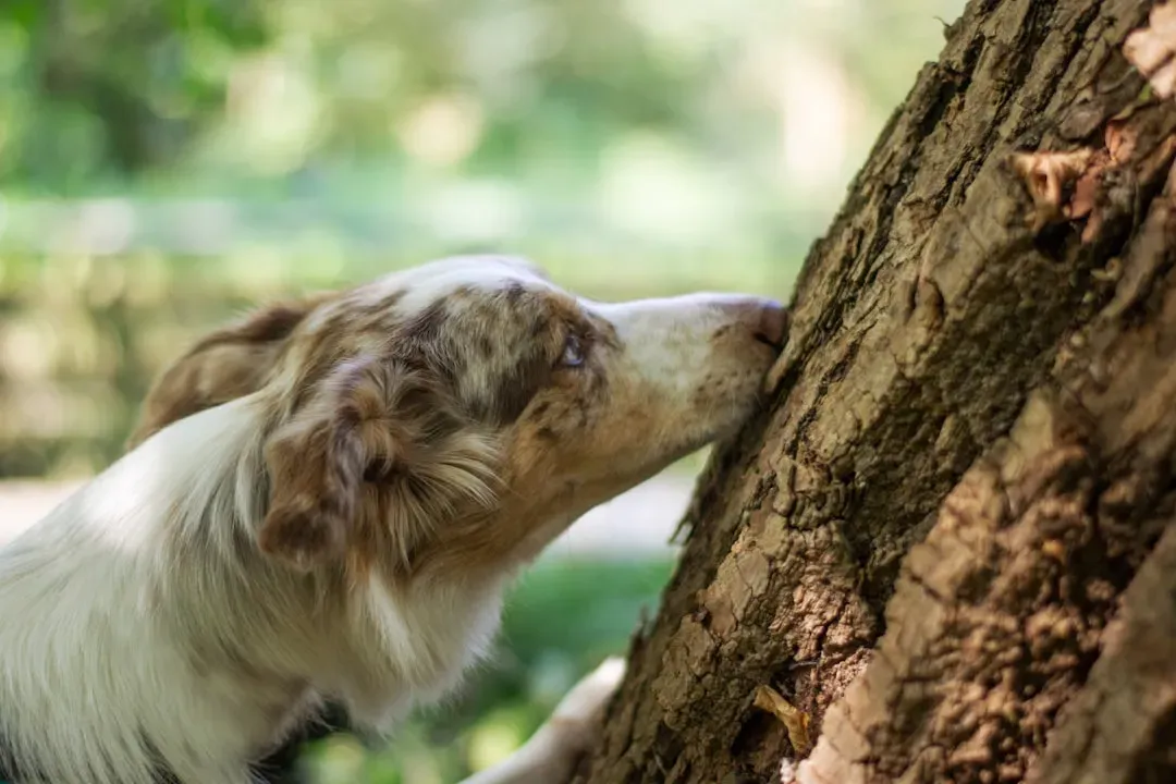 How This Changes the Way We Think About Our Relationship with Dogs (Image Credits: Unsplash)