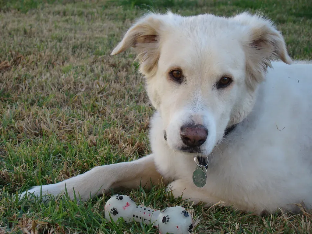 It Increases the Risk of Resource Guarding (Image Credits: Flickr)