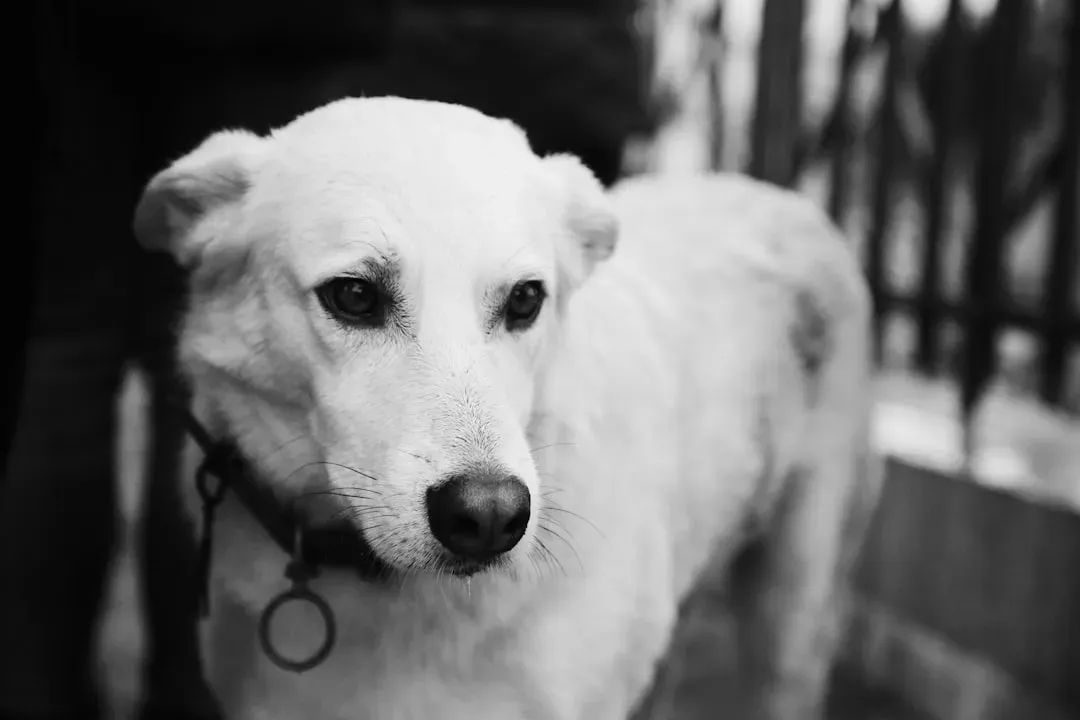 The Science Behind How Your Dog Actually Stores Memories (Image Credits: Unsplash)