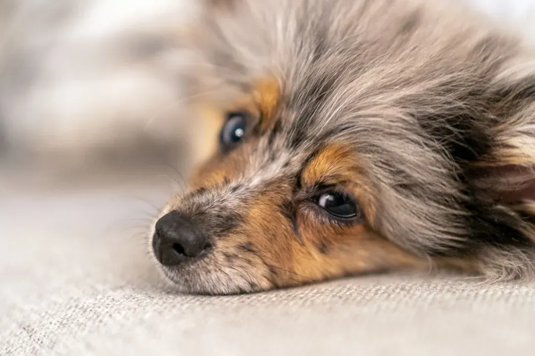 Step 1: Understand Why Your Dog Is Stressed in the First Place (Image Credits: Unsplash)