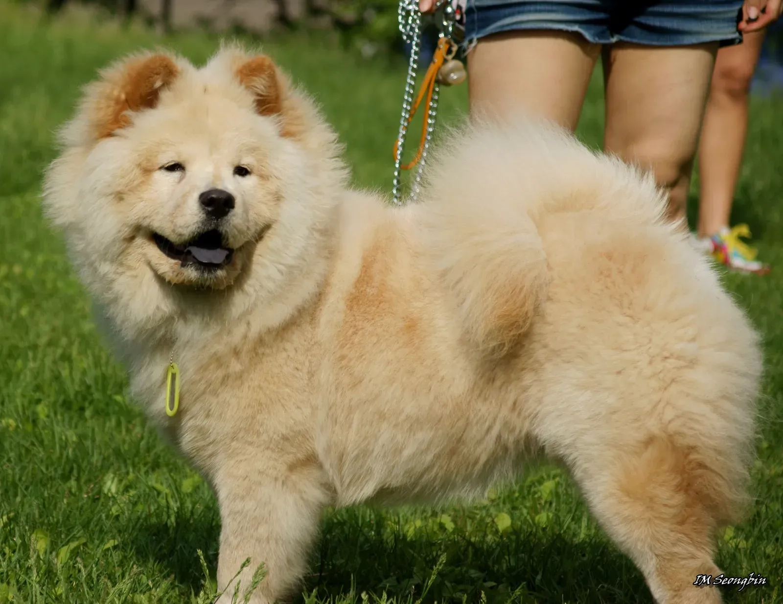 Chow Chow: The Aloof Fluffball (Image Credits: Wikimedia)