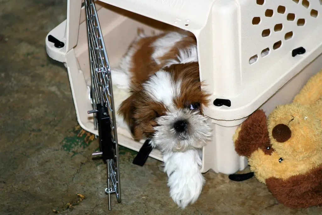 Myth: Dogs Will Automatically Love or Forever Hate Their Crate (Image Credits: Flickr)
