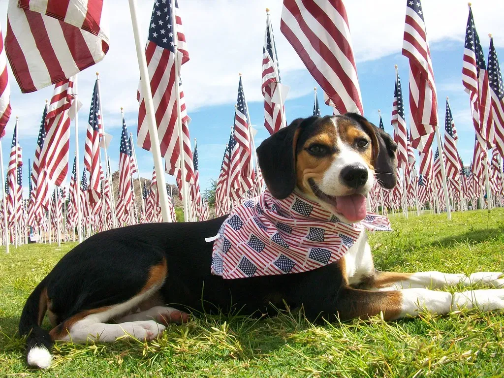 Leo: The Proud Dog Grandparent Who Loves to Show Off (inkknife_2000 (14 million views), Flickr, CC BY-SA 2.0)