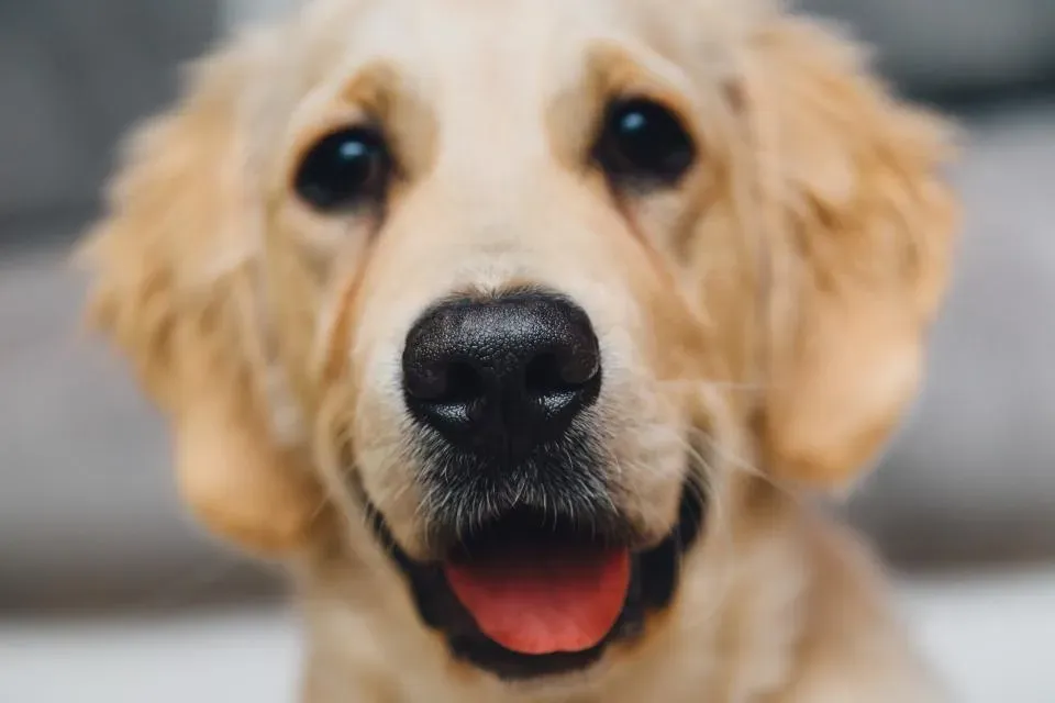 The Remarkable Sense of Smell in Dogs (Image Credits: Stocksnap)