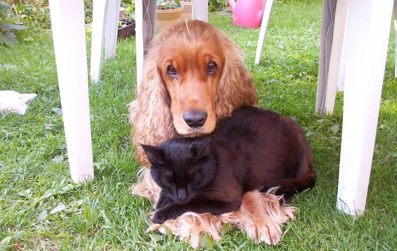 Cancer: Cocker Spaniel - Emotional Healers or Mood Spiral (Image Credits: Wikimedia)