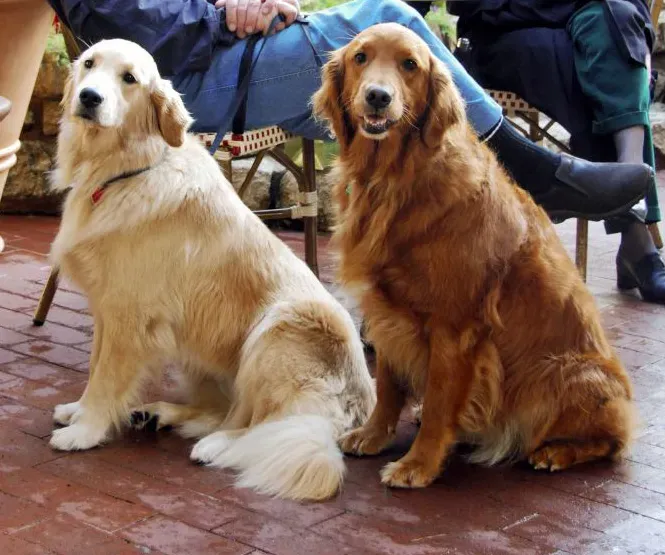 Golden Retriever: The Gentle Soul That Reads Your Heart (Image Credits: Wikimedia)