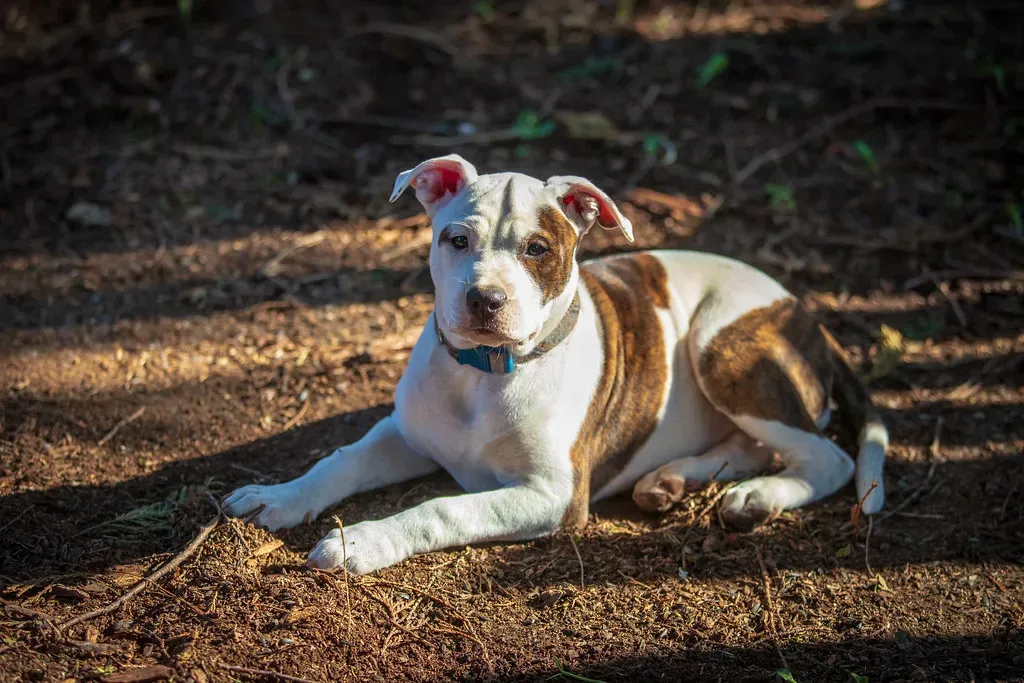 3. Mixed-Breed “Mutt”: The Underdog Champion of Budget-Friendly Pets (ShebleyCL, Flickr, CC BY 2.0)