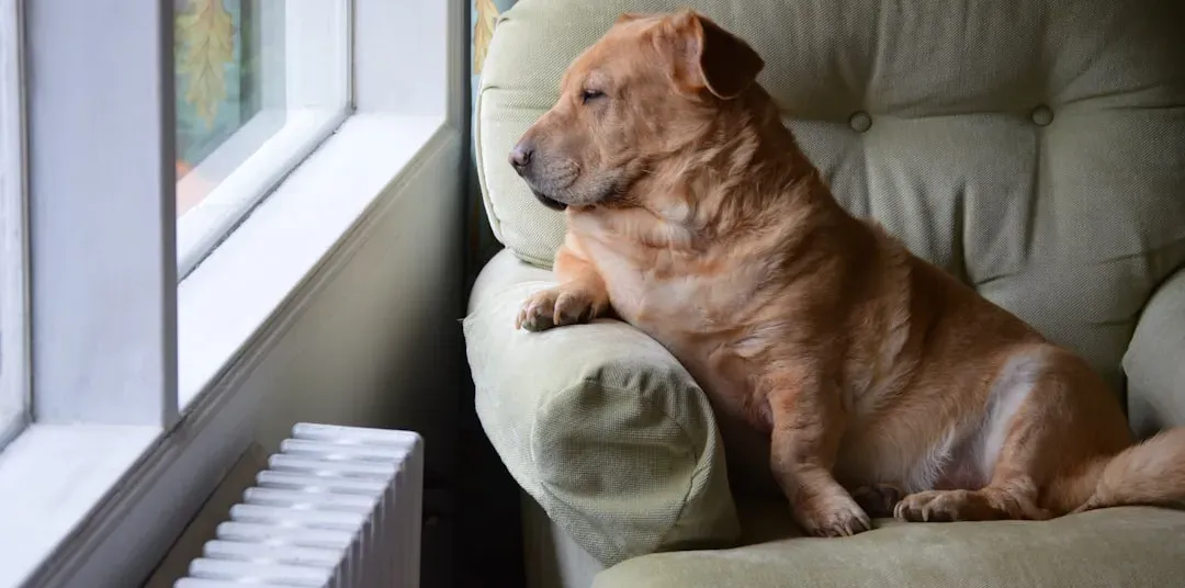 The Sunny Window Spot: Soaking Up the Good Vibes (Image Credits: Unsplash)