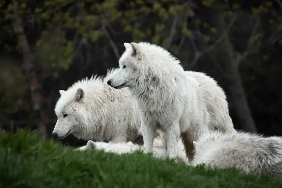8. Getting Between A Wolf And Its Pack, Pups, Or Food (Image Credits: Pexels)