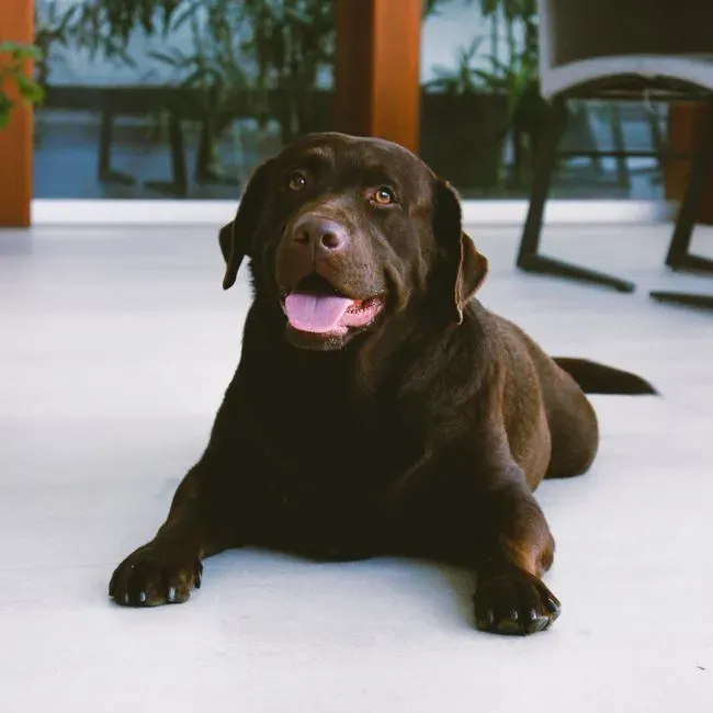 #21 - Your Phone Storage Is 80% Labrador Content (Image Credits: Pexels)