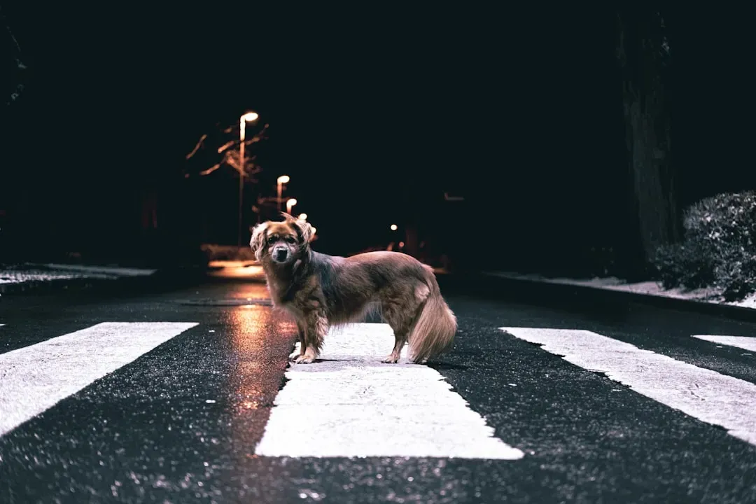 Enhanced Night Vision (Image Credits: Unsplash)