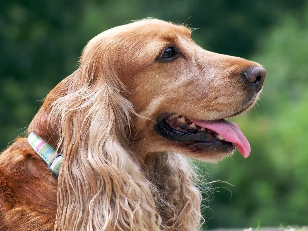 1. Willow - For the Dog with a Gentle, Flowing Soul (Image Credits: Pixabay)