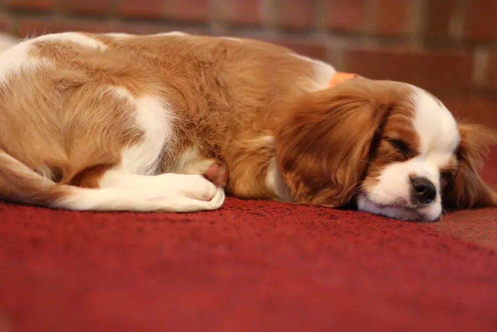 5. Cavalier King Charles Spaniel: The Gentle Soul (jqpubliq, Flickr, CC BY 2.0)