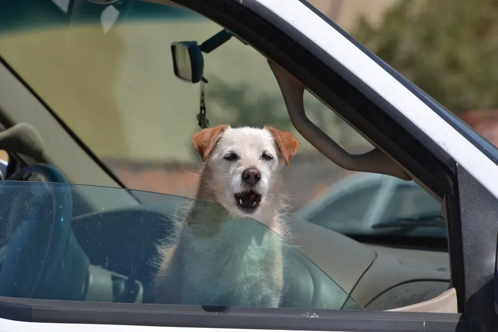 Never Leave Your Dog in a Parked Car (tracie7779, Flickr, CC BY-SA 2.0)