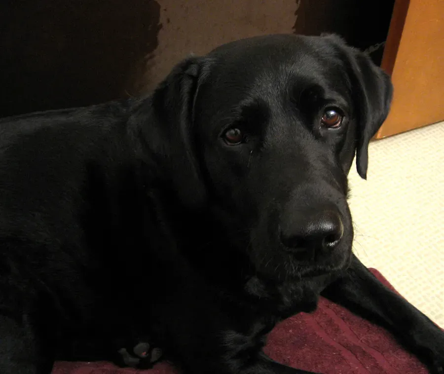 You've Accidentally Trained Them To Do It (Image Credits: Flickr)