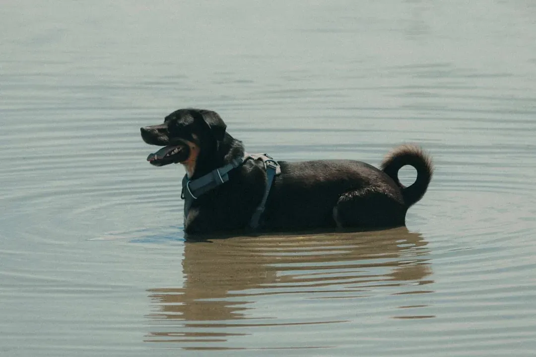 San Diego, California: Sunshine, Surf, and Off-Leash Freedom (Image Credits: Unsplash)