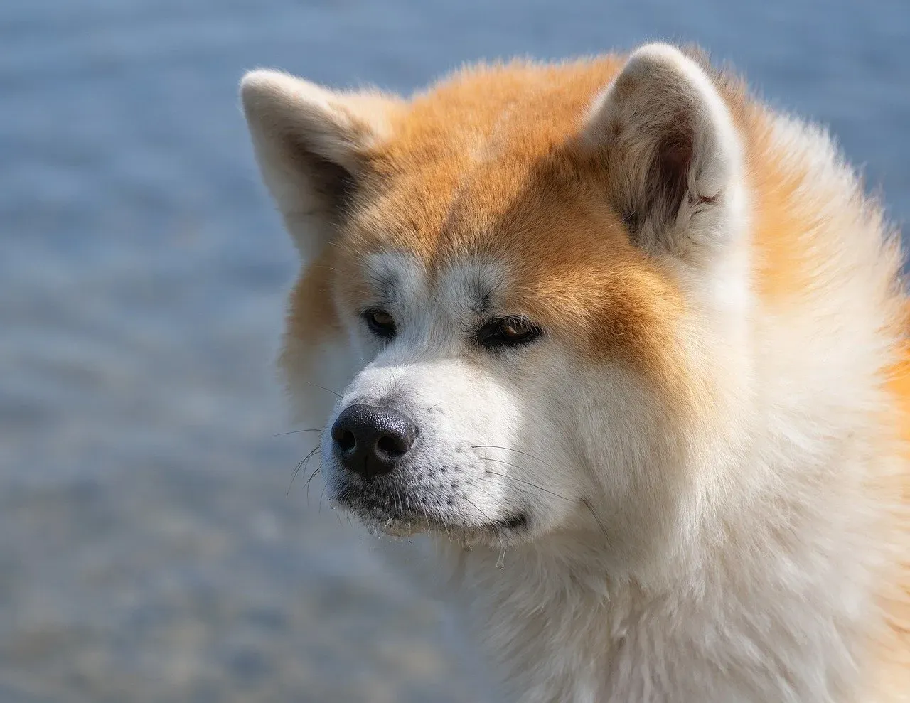10. Akita: Loyal But Decidedly Self-Sufficient (Image Credits: Pixabay)