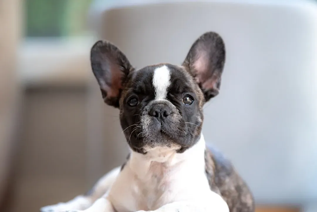 French Bulldog: The Charming Couch Potato (Image Credits: Unsplash)