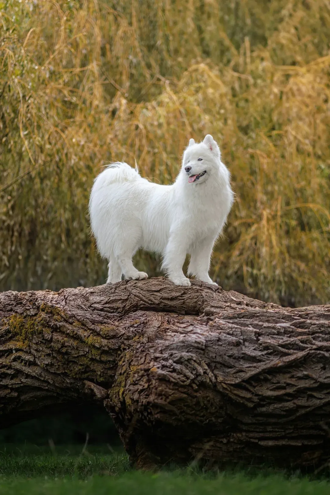 Sudden Perfectly Timed Good Behavior (Image Credits: Unsplash)