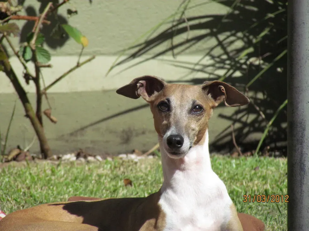 #13. Italian Greyhound (titizinha "Cristina", Flickr, CC BY 2.0)