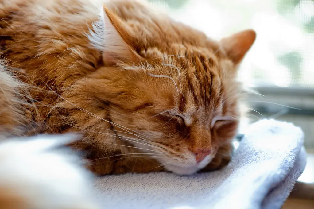 8. Sleeping Just Out of Reach Instead of on Your Lap (photofarmer, Flickr, CC BY 2.0)