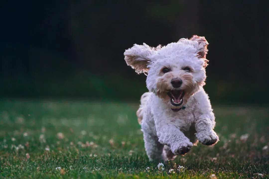 #9 - Jumping Up vs. Grounded Greetings (Image Credits: Unsplash)