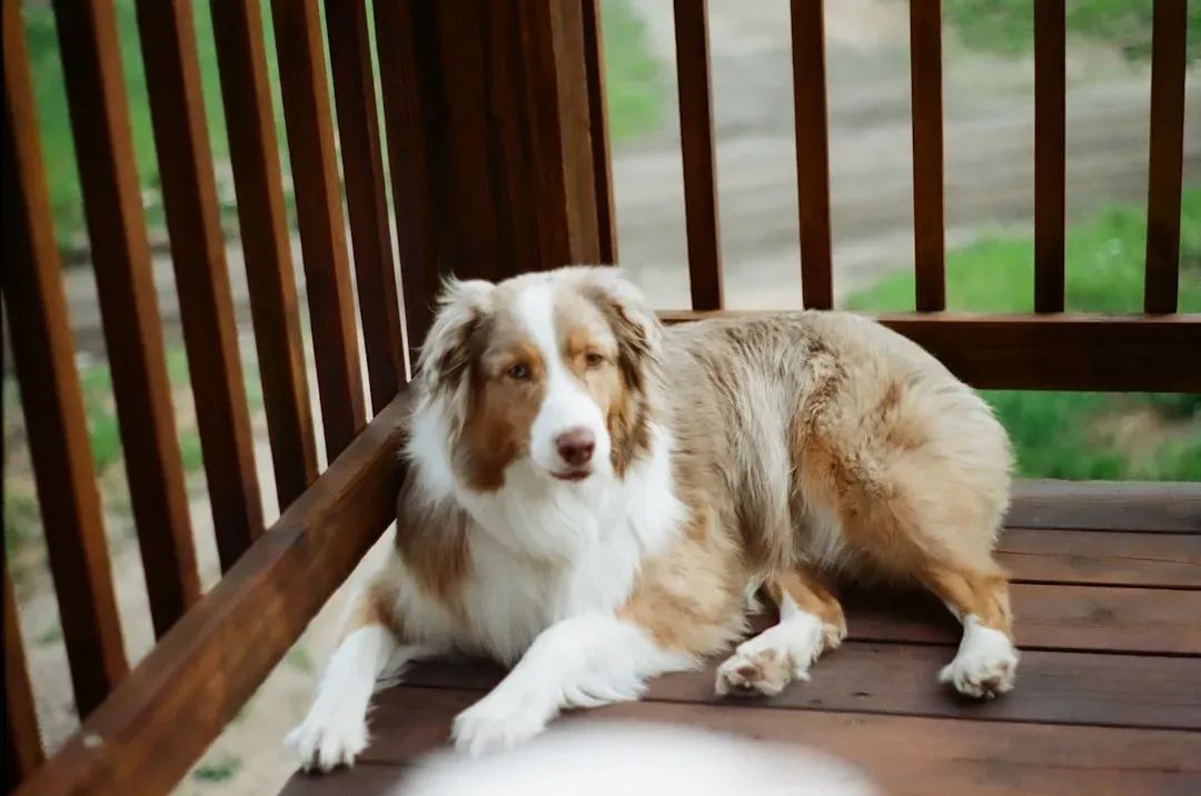 #3: Australian Shepherd - The Quintessential Colorado Working Dog (Image Credits: Unsplash)