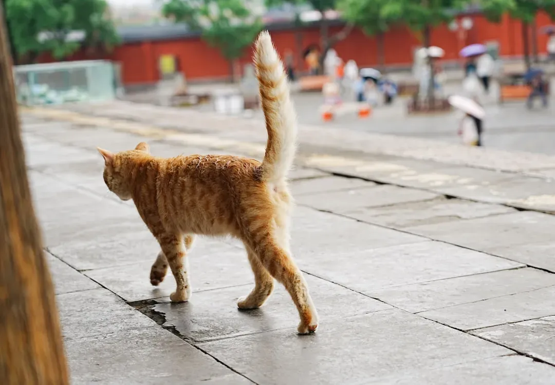 The Tail-Up Greeting (Image Credits: Unsplash)