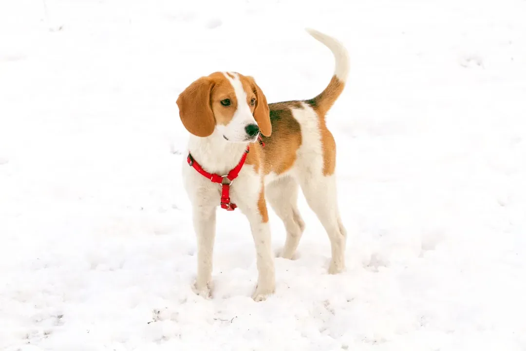 4. Beagle: A Natural Fit for Pennsylvania's Hunting Heritage (Image Credits: Unsplash)