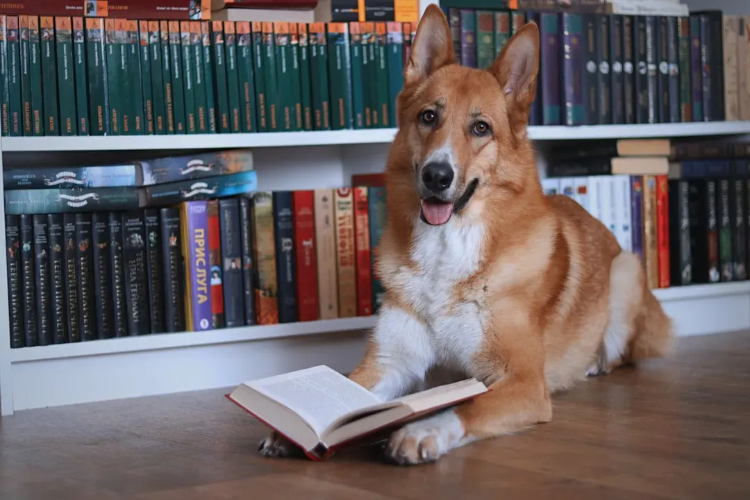 Misunderstandings and Limits: Dogs Are Smart, Not Psychic (Image Credits: Unsplash)