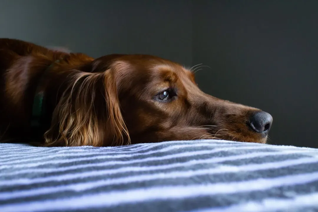 The Physical Signs of Canine Grief Are Real (Image Credits: Unsplash)