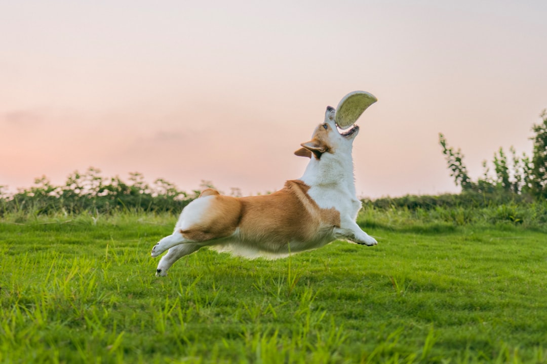 Corgis - The Royal Court Jesters (Image Credits: Unsplash)